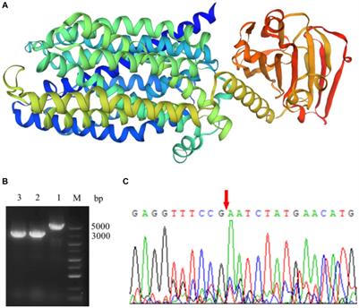 Effect of sugar transporter on galactose utilization in Streptococcus thermophilus